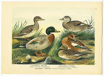 Naumann: ENTEN, aus: Naturgeschichte der Vögel Mitteleuropas. - Chiemsee-Antiquariat Steutzger