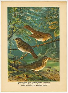 Naumann: Drosseln. - Naturgeschichte der Vögel Mitteleuropas / Chromolithographie - Wasserburger Antquariat Christine Schmid