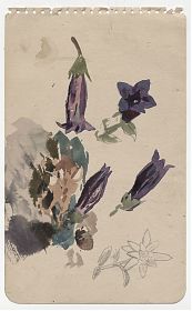 Carl Kessler (*1876) : Enzian, Aquarell - Antiquariat Christine Schmid, Wasserburg am Inn